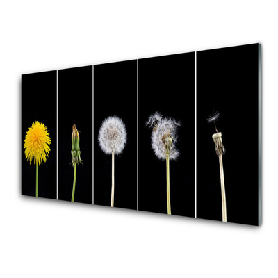 Acrylglasbilder Pusteblume Löwenzahn Pflanzen