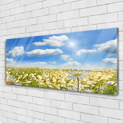 Glasbild aus Plexiglas® Wiese Gänseblümchen Natur