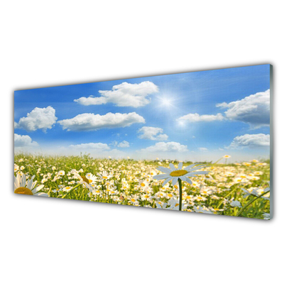 Glasbild aus Plexiglas® Wiese Gänseblümchen Natur