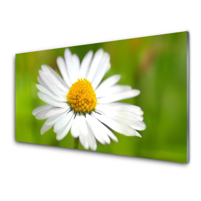 Glasbild aus Plexiglas® Gänseblümchen Pflanzen