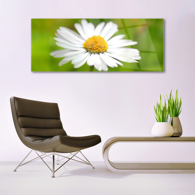 Glasbild aus Plexiglas® Gänseblümchen Pflanzen