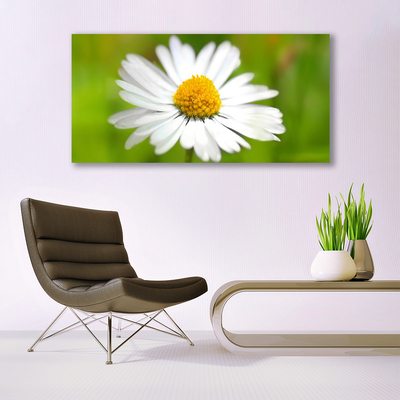 Glasbild aus Plexiglas® Gänseblümchen Pflanzen