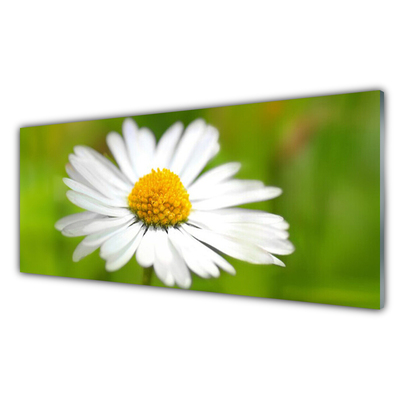 Glasbild aus Plexiglas® Gänseblümchen Pflanzen