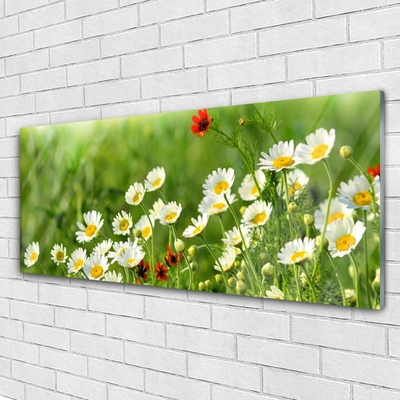 Glasbild aus Plexiglas® Gänseblümchen Natur