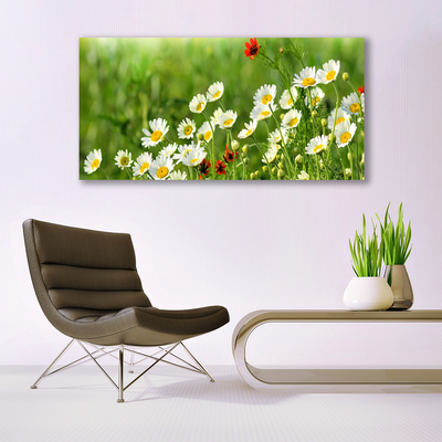 Glasbild aus Plexiglas® Gänseblümchen Natur