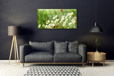 Glasbild aus Plexiglas® Gänseblümchen Natur