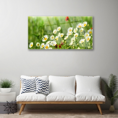 Glasbild aus Plexiglas® Gänseblümchen Natur