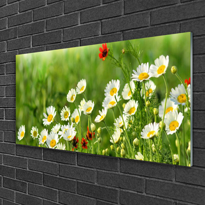 Glasbild aus Plexiglas® Gänseblümchen Natur