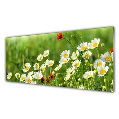 Glasbild aus Plexiglas® Gänseblümchen Natur