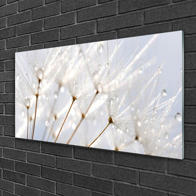 Glasbild aus Plexiglas® Pusteblume Pflanzen