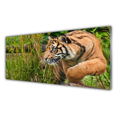 Glasbild aus Plexiglas® Tiger Tiere