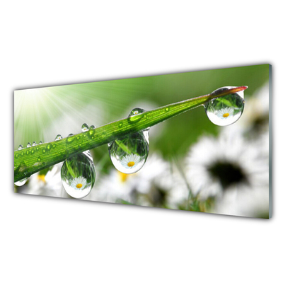 Glasbild aus Plexiglas® Gras Tautropfen Natur