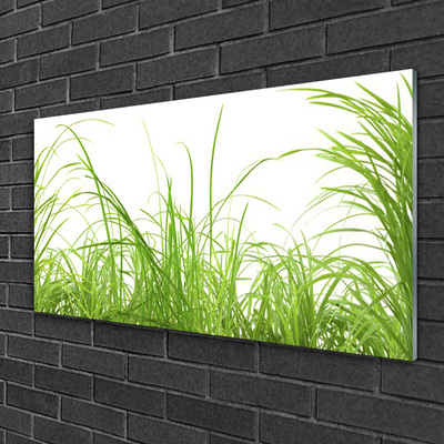 Glasbild aus Plexiglas® Gras Natur