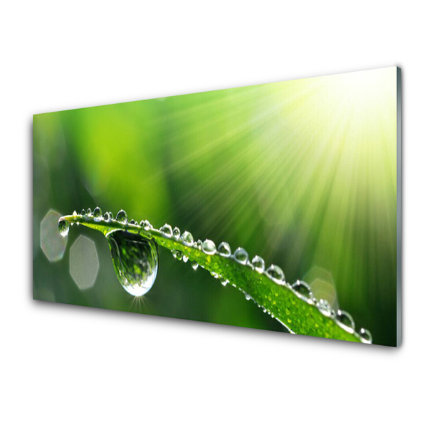 Glasbild aus Plexiglas® Gras Tautropfen Pflanzen