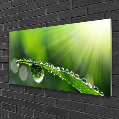 Glasbild aus Plexiglas® Gras Tautropfen Pflanzen