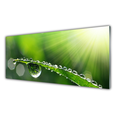 Glasbild aus Plexiglas® Gras Tautropfen Pflanzen