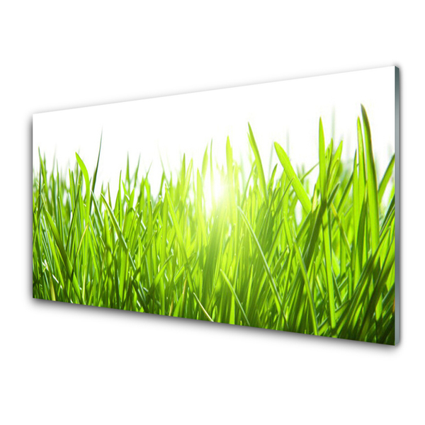 Glasbild aus Plexiglas® Gras Natur