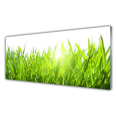 Glasbild aus Plexiglas® Gras Natur