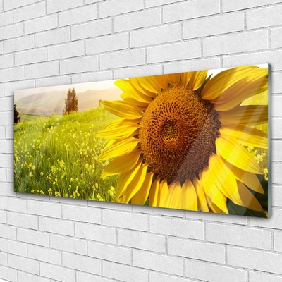 Glasbild aus Plexiglas® Sonnenblume Pflanzen