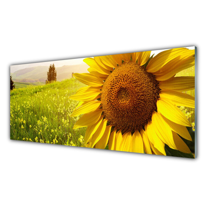 Glasbild aus Plexiglas® Sonnenblume Pflanzen