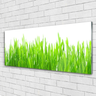 Glasbild aus Plexiglas® Gras Natur