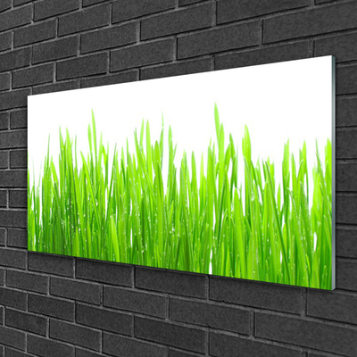 Glasbild aus Plexiglas® Gras Natur