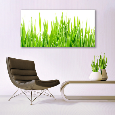 Glasbild aus Plexiglas® Gras Natur