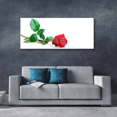 Glasbild aus Plexiglas® Rose Pflanzen