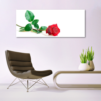 Glasbild aus Plexiglas® Rose Pflanzen