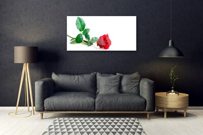 Glasbild aus Plexiglas® Rose Pflanzen