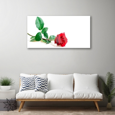 Glasbild aus Plexiglas® Rose Pflanzen