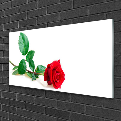 Glasbild aus Plexiglas® Rose Pflanzen