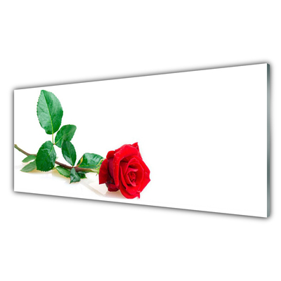 Glasbild aus Plexiglas® Rose Pflanzen