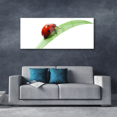 Glasbild aus Plexiglas® Marienkäfer Blatt Natur