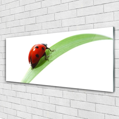 Glasbild aus Plexiglas® Marienkäfer Blatt Natur