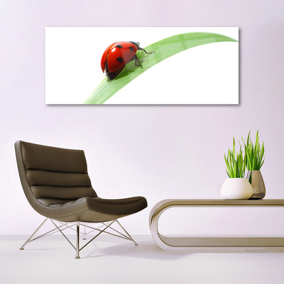 Glasbild aus Plexiglas® Marienkäfer Blatt Natur