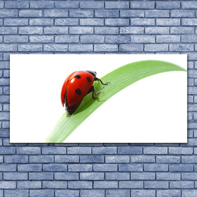 Glasbild aus Plexiglas® Marienkäfer Blatt Natur