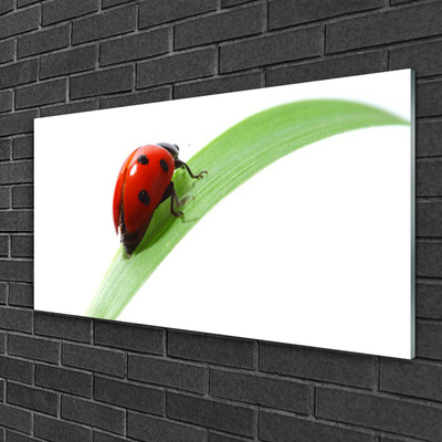 Glasbild aus Plexiglas® Marienkäfer Blatt Natur