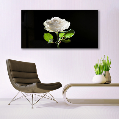 Glasbild aus Plexiglas® Rose Pflanzen