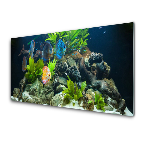 Glasbild aus Plexiglas® Fische Steine Blätter Natur