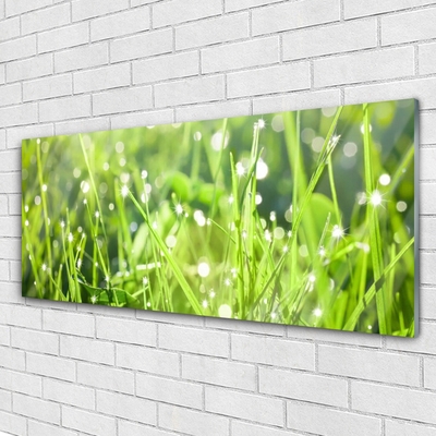 Glasbild aus Plexiglas® Gras Natur