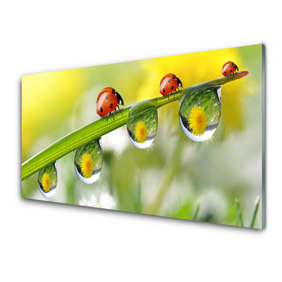 Glasbild aus Plexiglas® Blatt Marienkäfer Tautropfen Natur