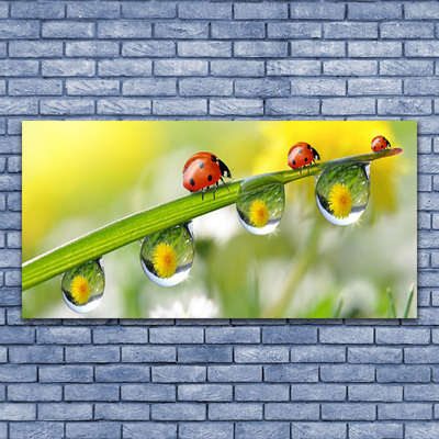 Glasbild aus Plexiglas® Blatt Marienkäfer Tautropfen Natur