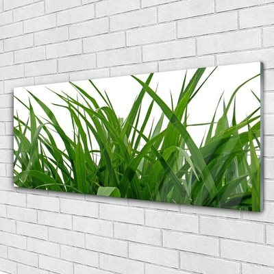 Glasbild aus Plexiglas® Gras Natur