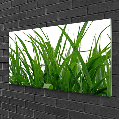 Glasbild aus Plexiglas® Gras Natur