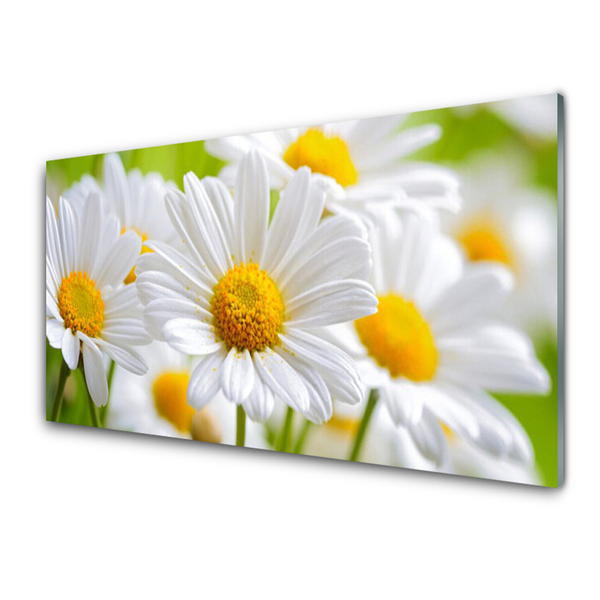 Glasbild aus Plexiglas® Gänseblümchen Pflanzen