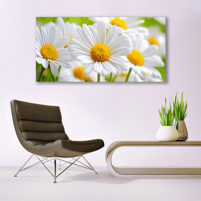 Glasbild aus Plexiglas® Gänseblümchen Pflanzen