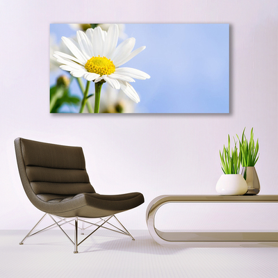 Glasbild aus Plexiglas® Gänseblümchen Pflanzen