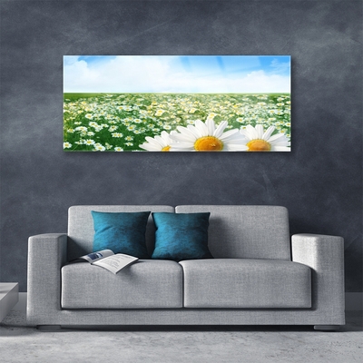 Glasbild aus Plexiglas® Wiese Gänseblümchen Pflanzen