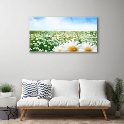 Glasbild aus Plexiglas® Wiese Gänseblümchen Pflanzen